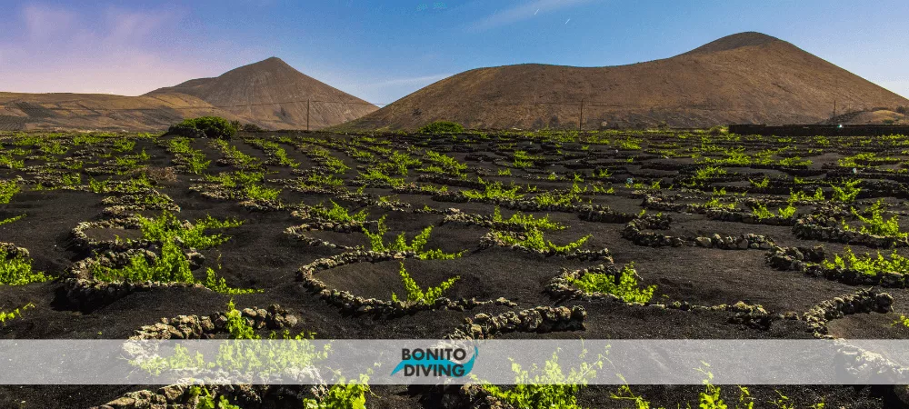 widok na uprawę winorośli na lanzarote produkcja wina malwazja